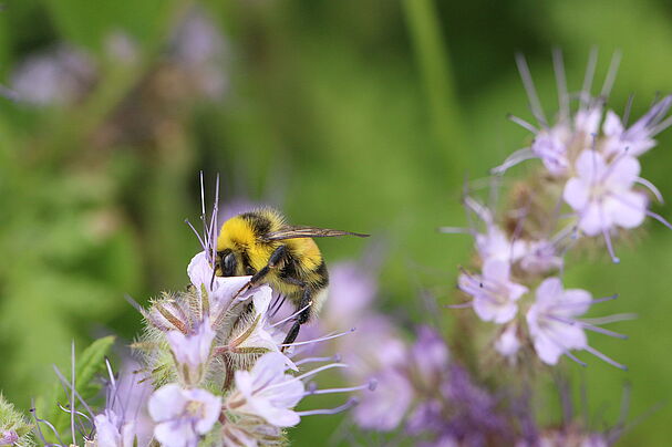 Hellgelbe Erdhummel, Foto Bernd Cogel