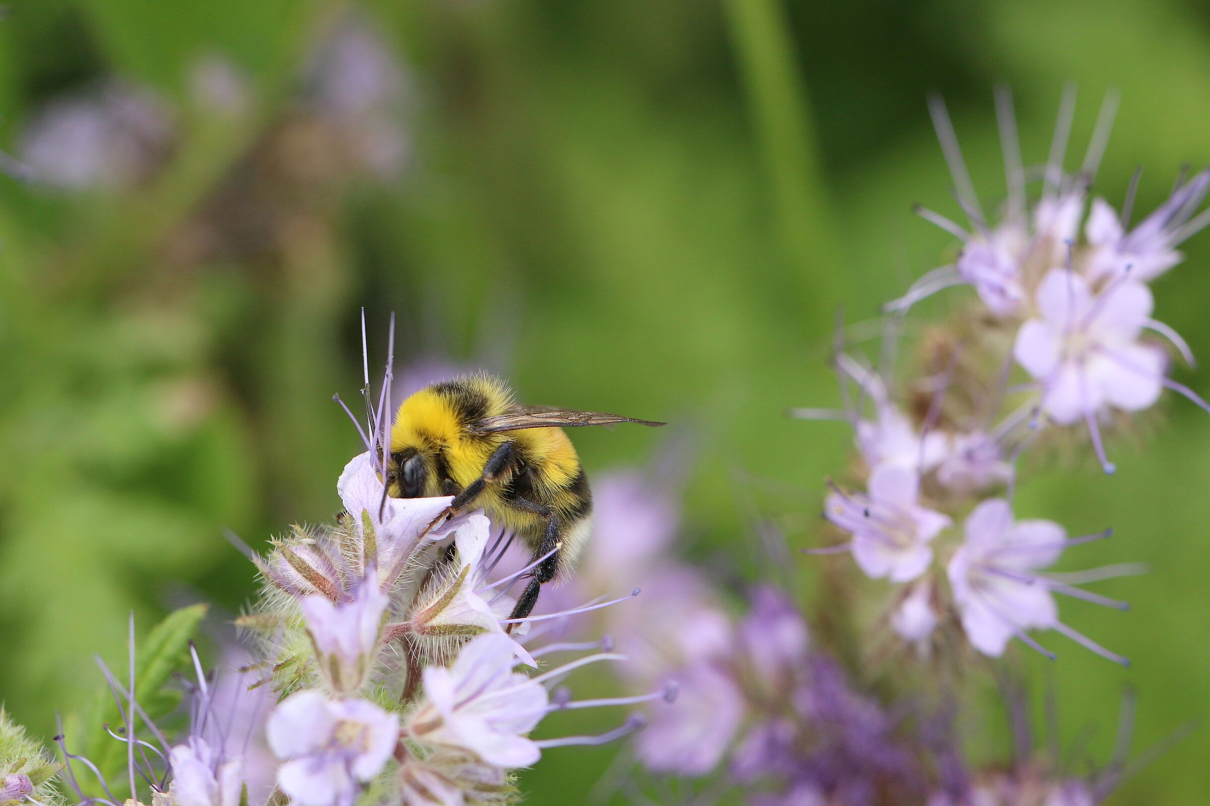 Hellgelbe Erdhummel, Foto Bernd Cogel Hellgelbe Erdhummel, Foto Bernd Cogel