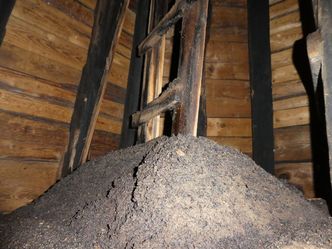 Fledermauskot Fledermauskot