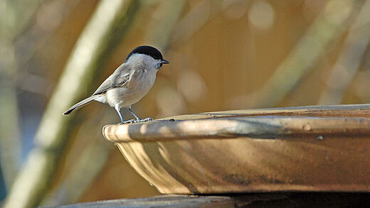 Weidenmeise an Wasserschale, Foto Heinz Ehrsam