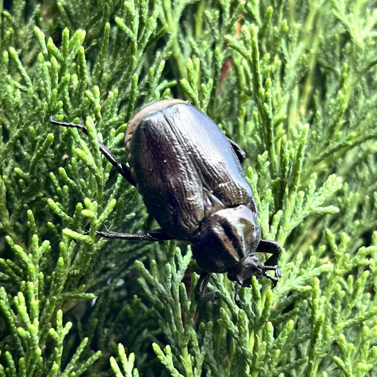 Juchtenkäfer, Foto Sebastian Seibl