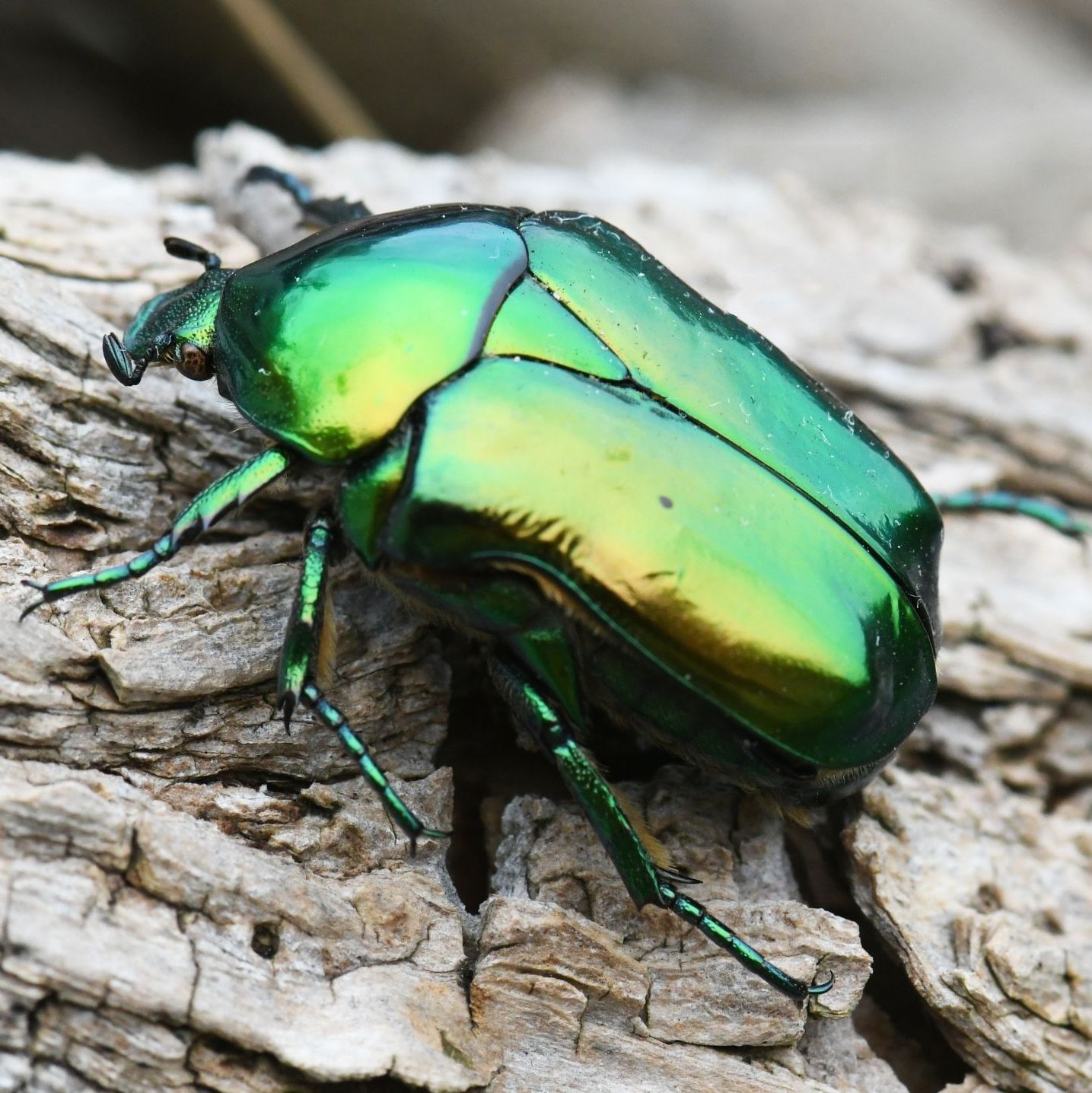 Großer Goldkäfer, Foto Torsten Ruf