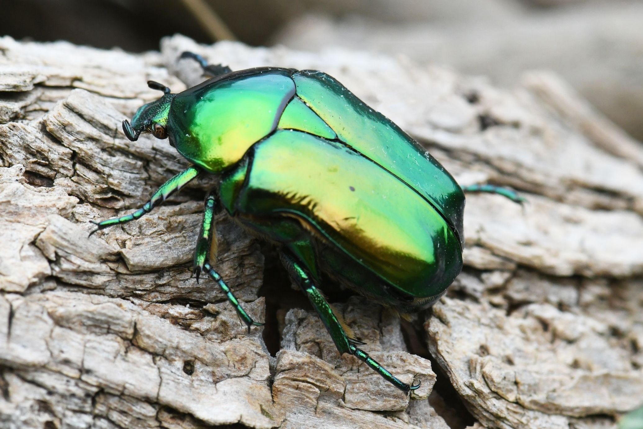 Großer Goldkäfer, Foto Torsten Ruf