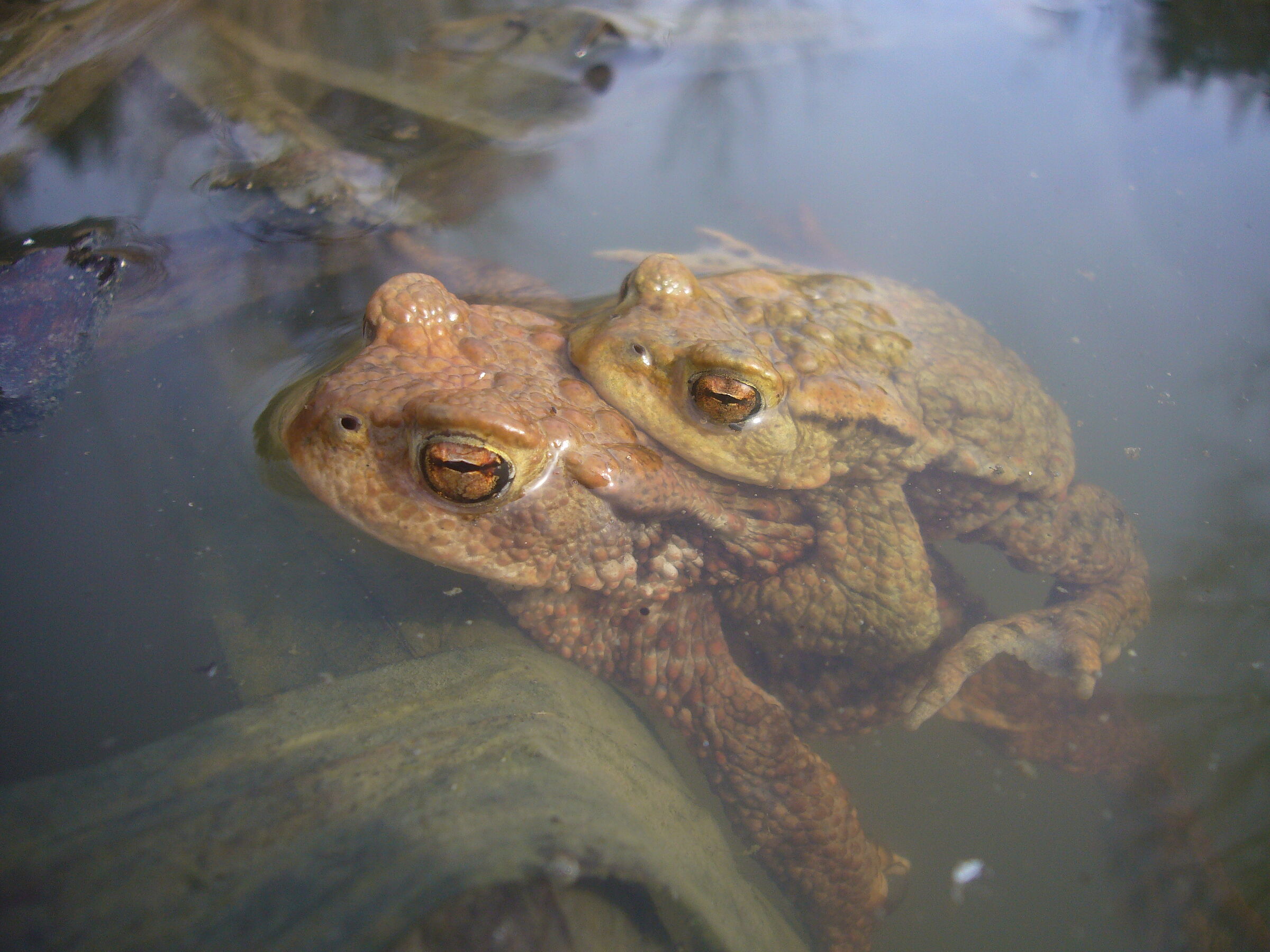 Erdkröten, Foto U.Meßlinger