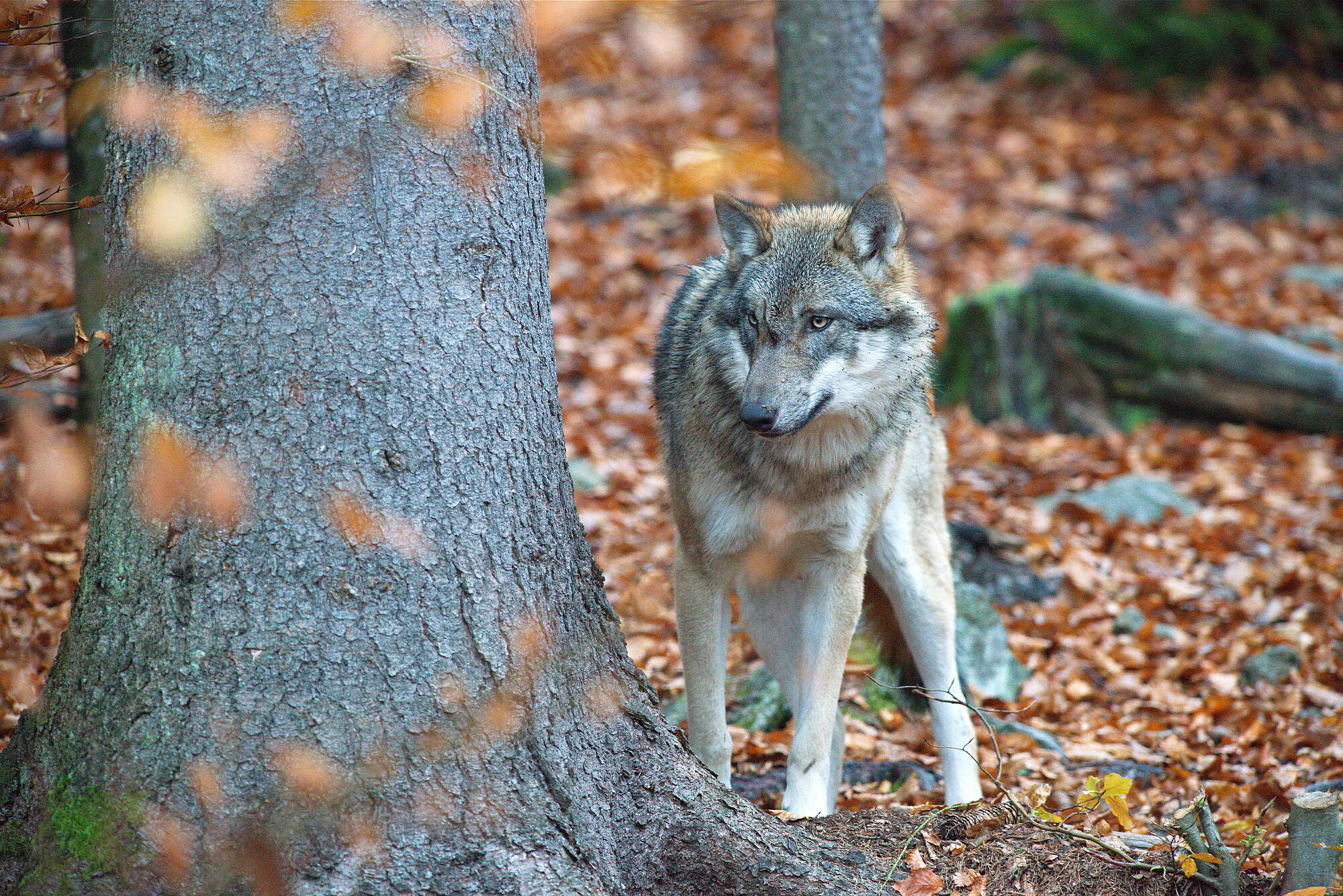 Der Wolf (Canis lupus) 