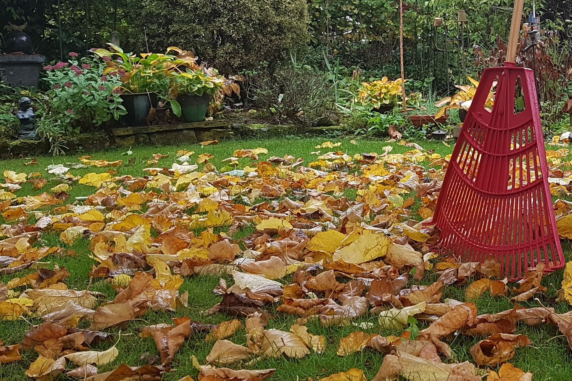 Herbstlaub im Garten, Foto Conni Schlosser