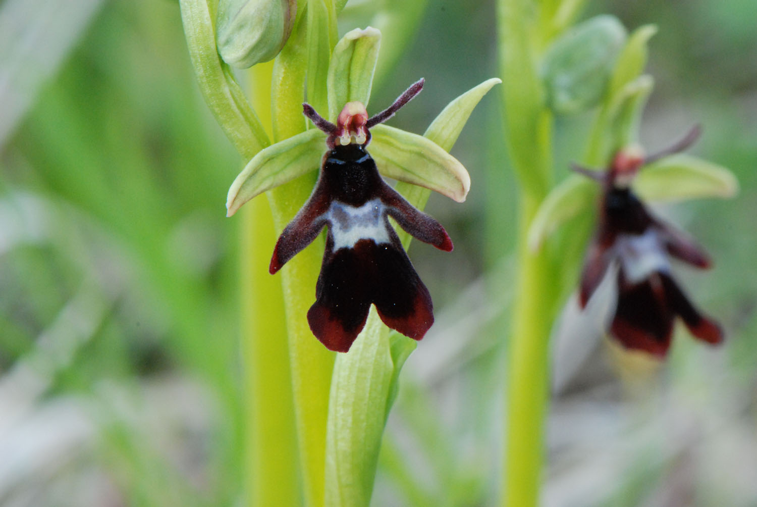 Fliegen-Ragwurtz small