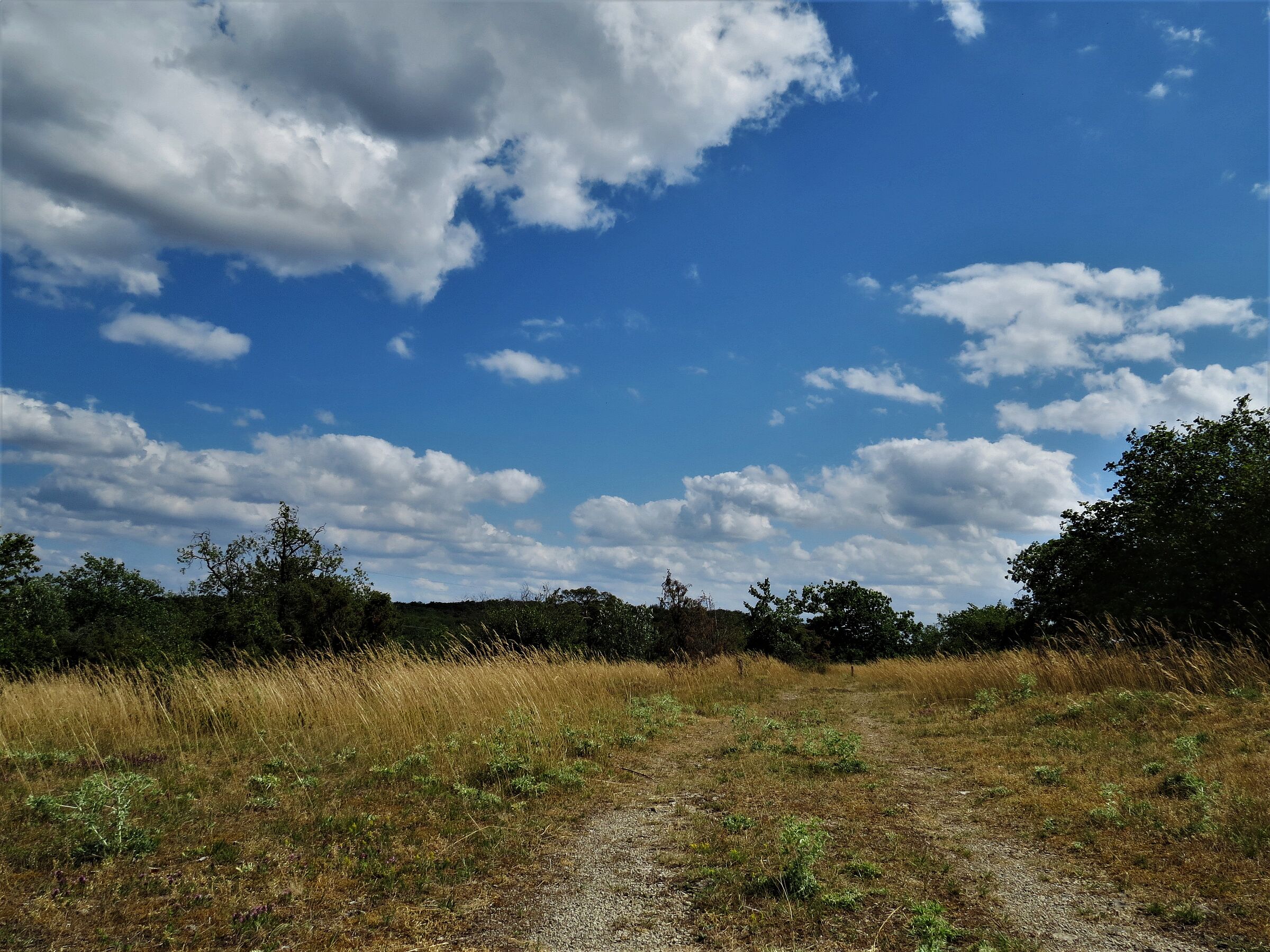 Hochsommer im Naturschutzgebiet Rammersberg. Foto: Heinz Scheid