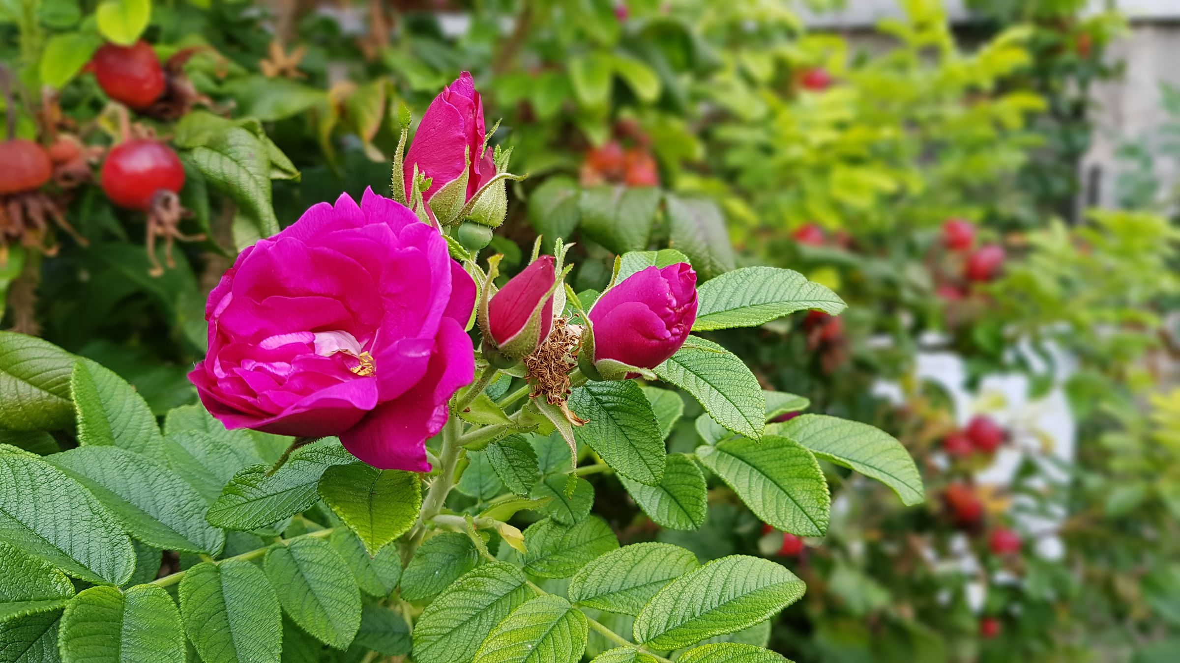 Kartoffelrose, Foto Conni Schlosser