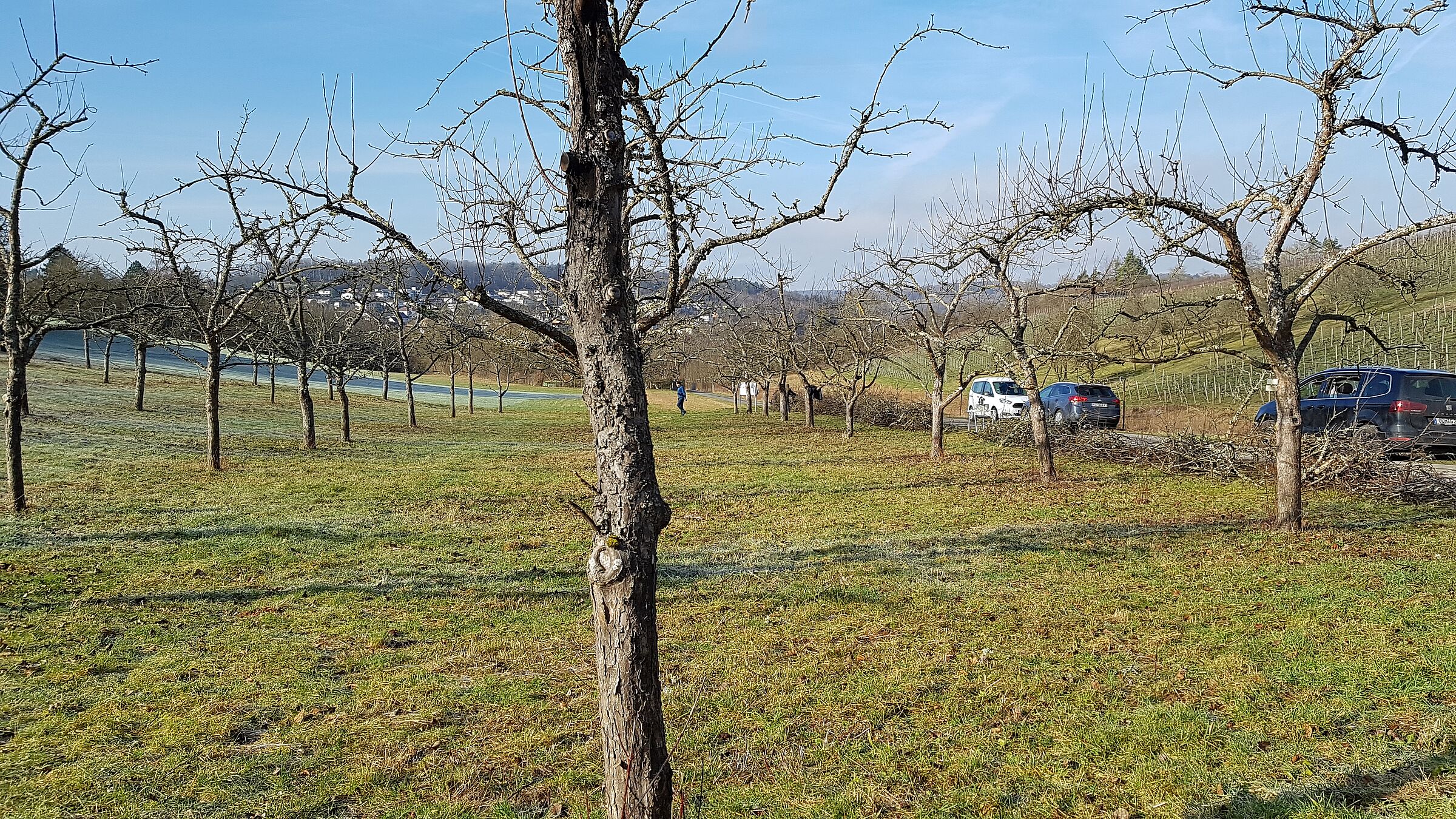 Arbeitseinsatz am Rebschnittgarten, Foto Conni Schlosser