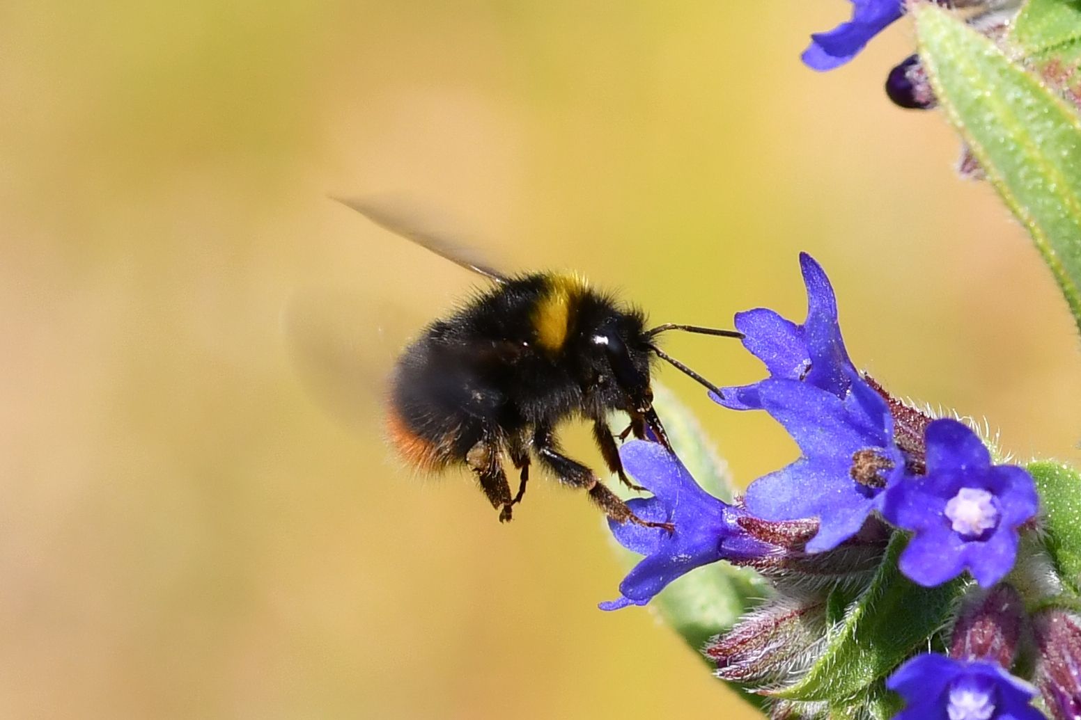 Wiesenhummel, Foto Jann Wübbenhorst