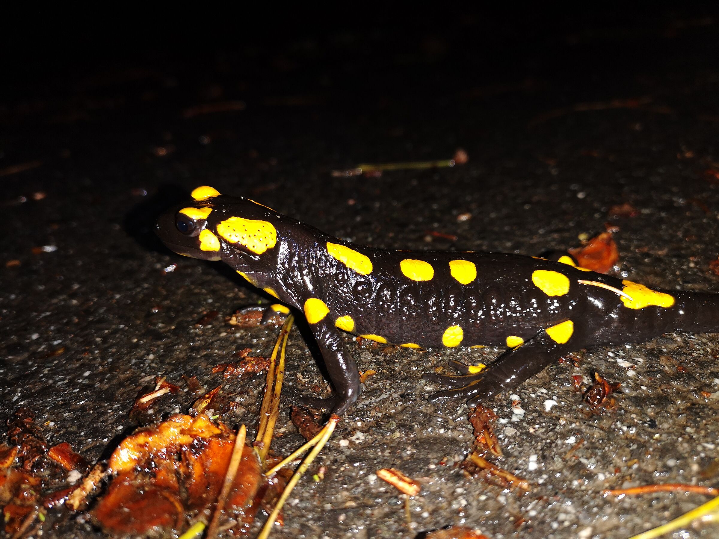 Feuersalamander auf der Straße. Foto: Thomas Winter