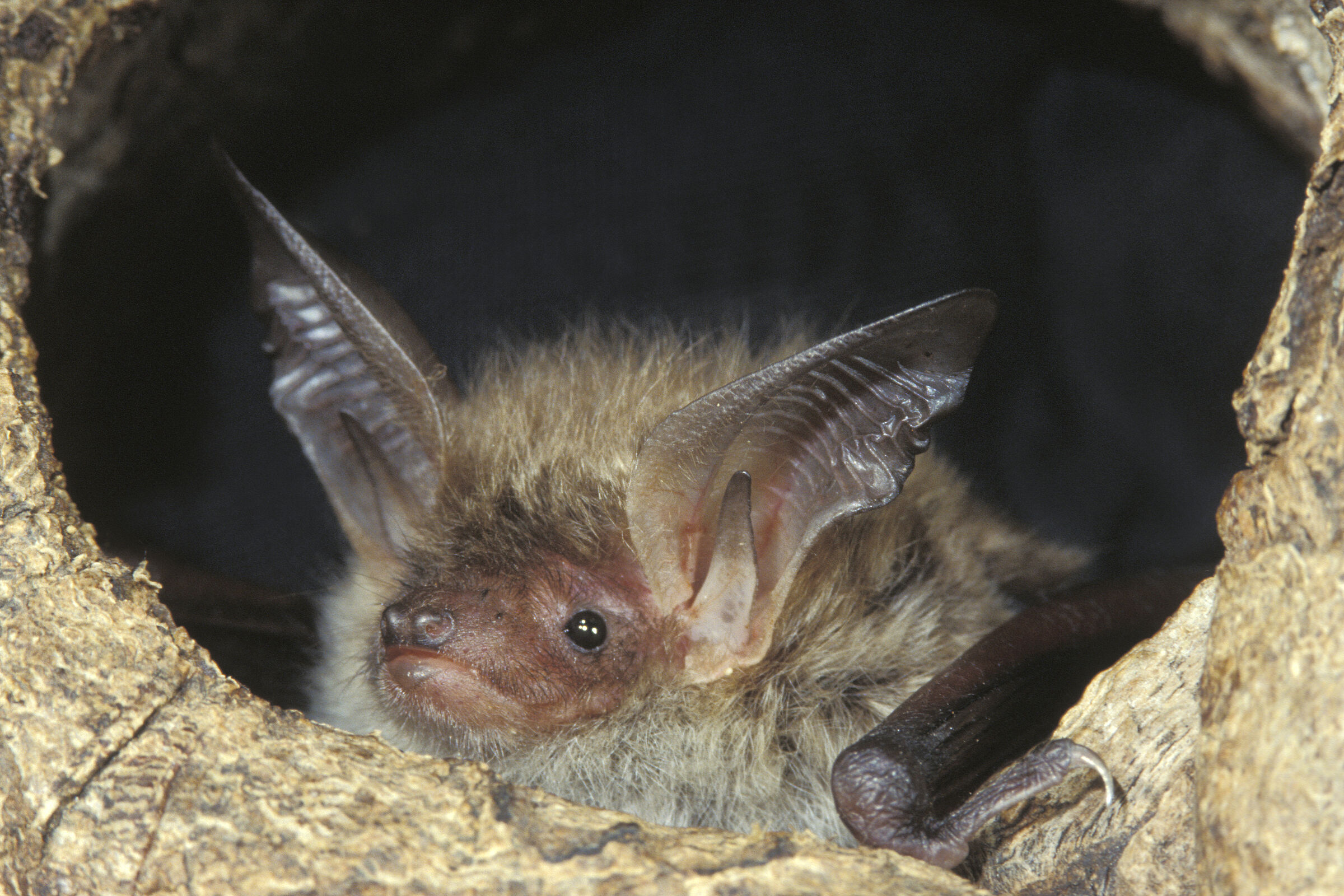 Bechsteinfledermaus, Foto Thomas Stephan