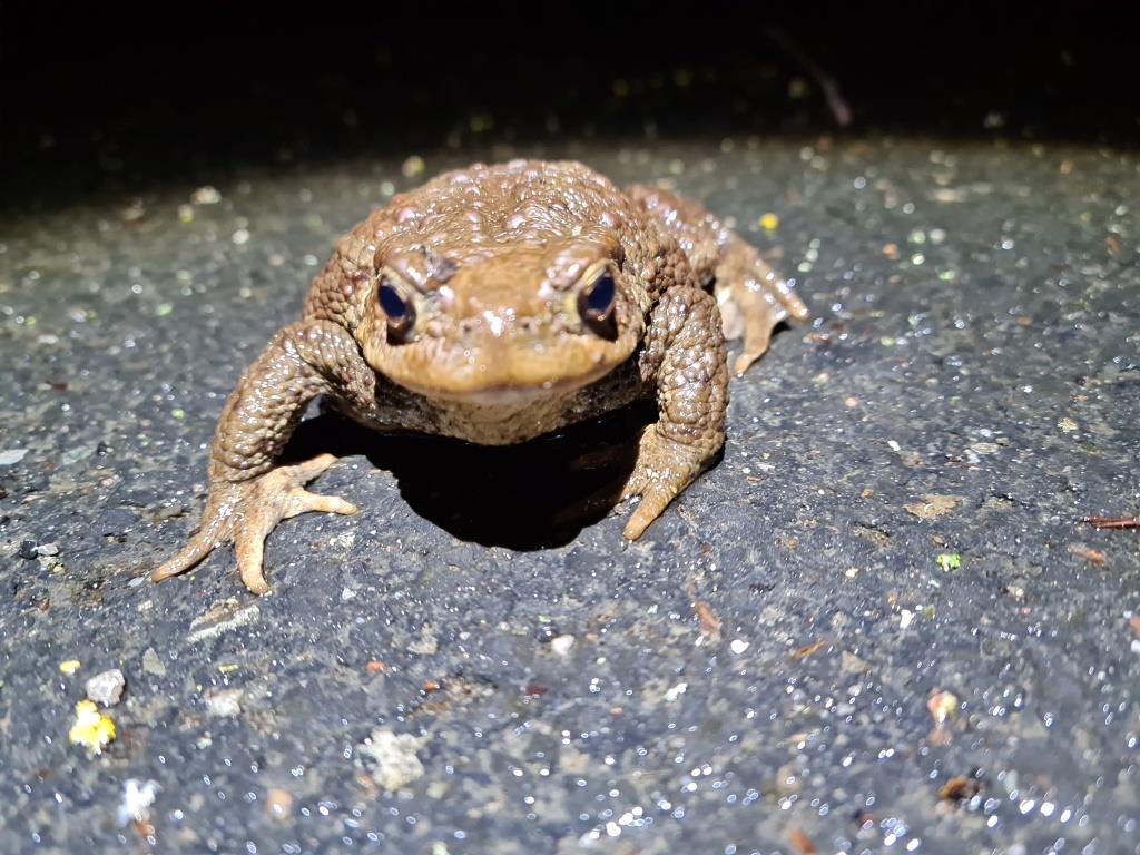 Wir helfen Fröschen und Kröten über die Straße BUND Naturschutz in