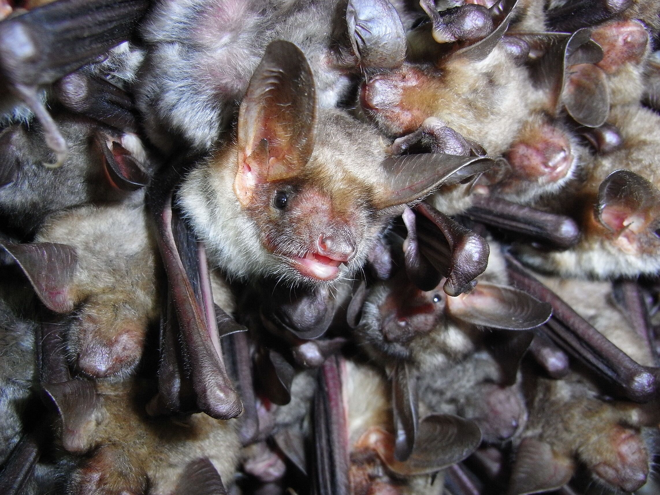 Großes Mausohr, eine der lichtmeidenden Fledermausarten. Foto Andreas Zahn