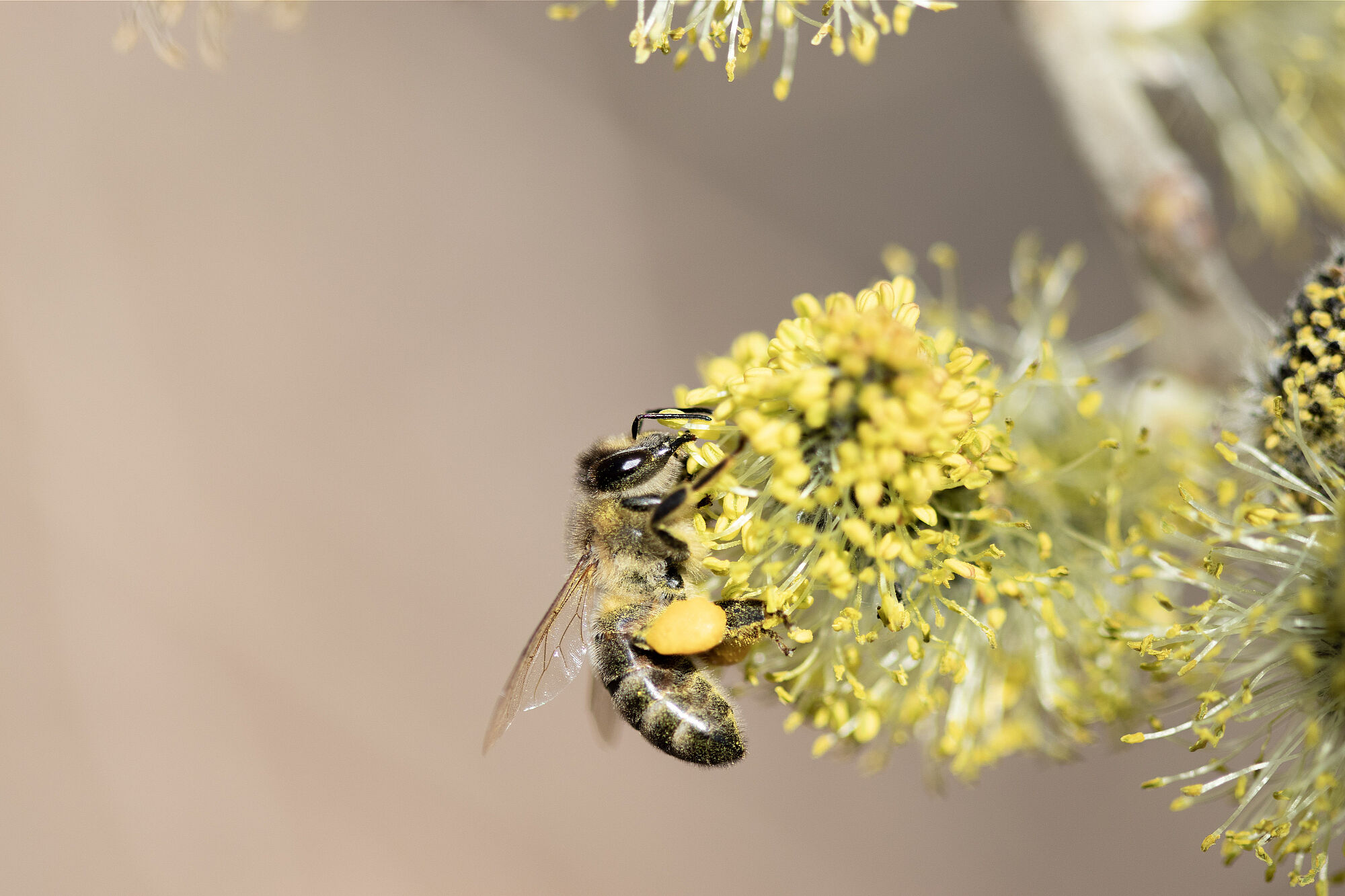 Honigbienen an Weidenkätzchen -Foto Sonja Kreil 