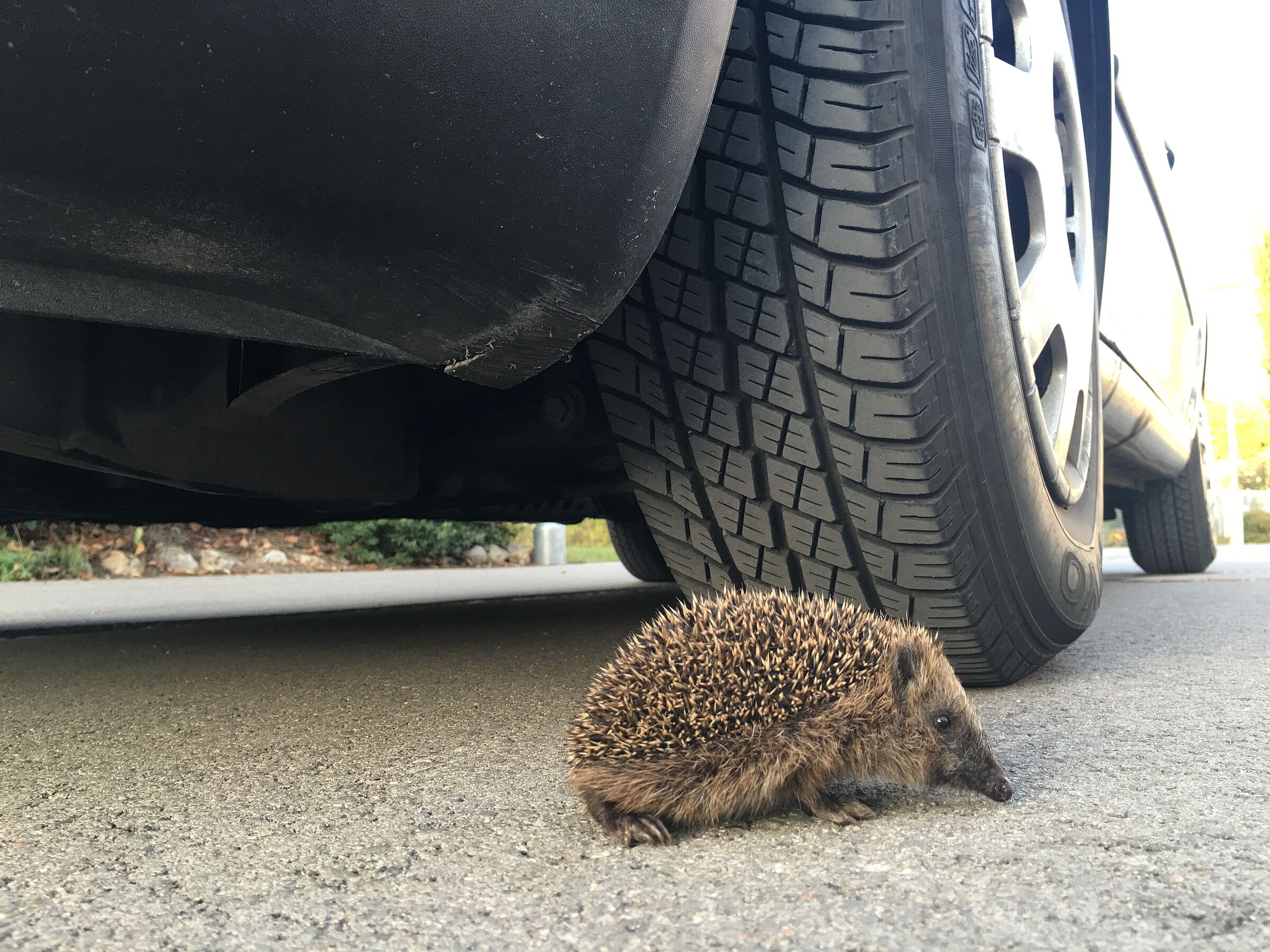 Igel auf der Straße, Foto Martina Gehret