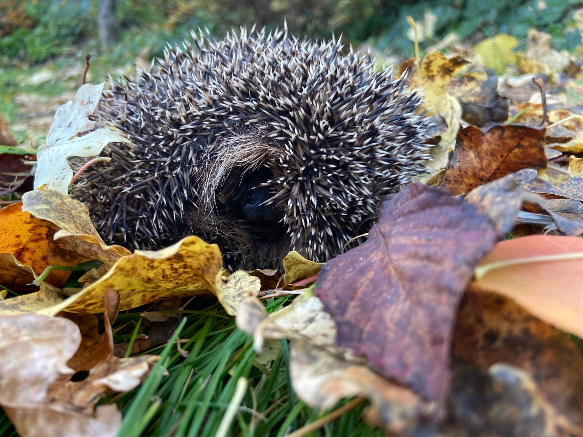 Igel im Laub, Foto Martina Gehret