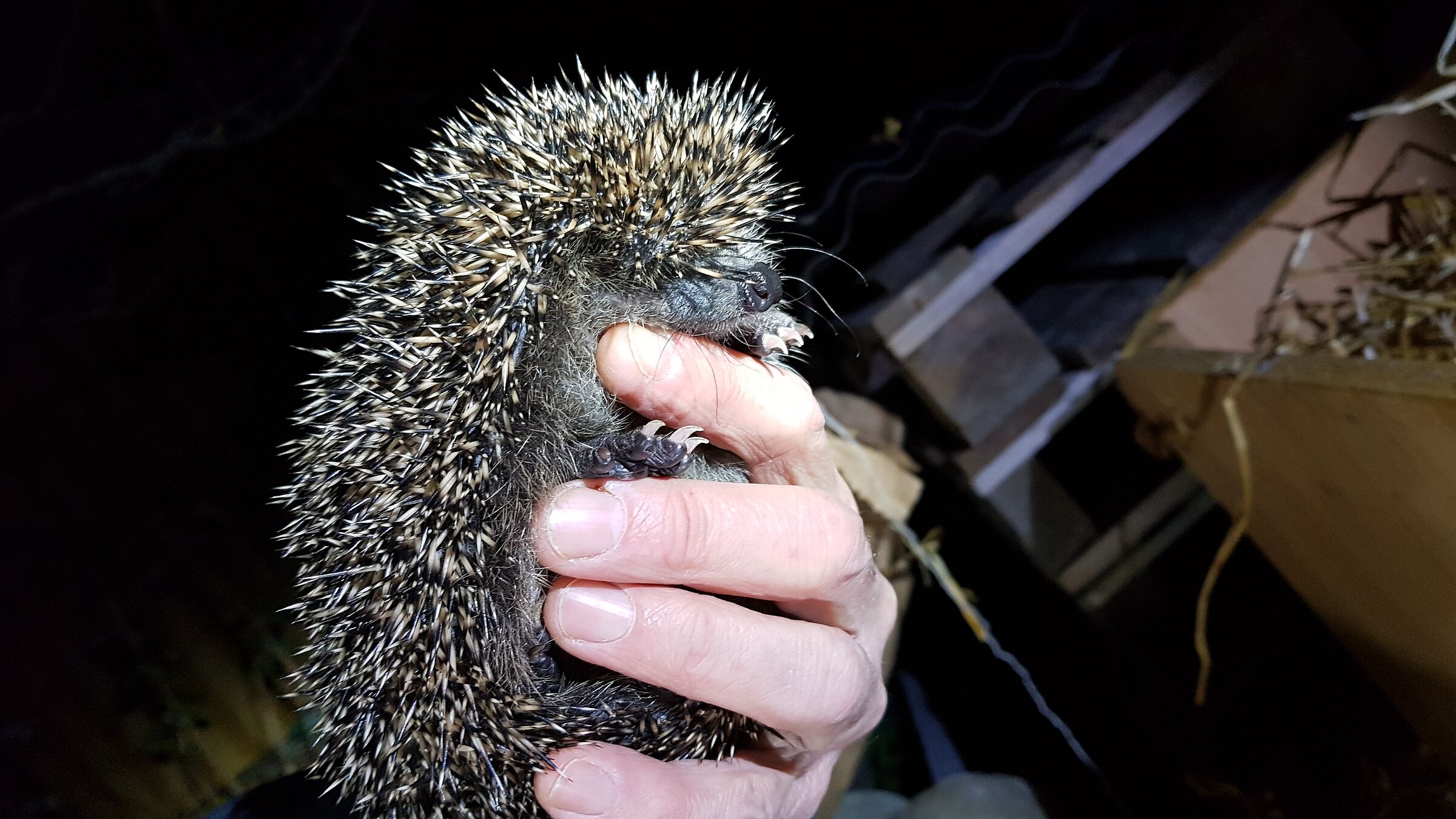 Igel Auswilderung Marktheidenfeld, Foto Conni Schlosser