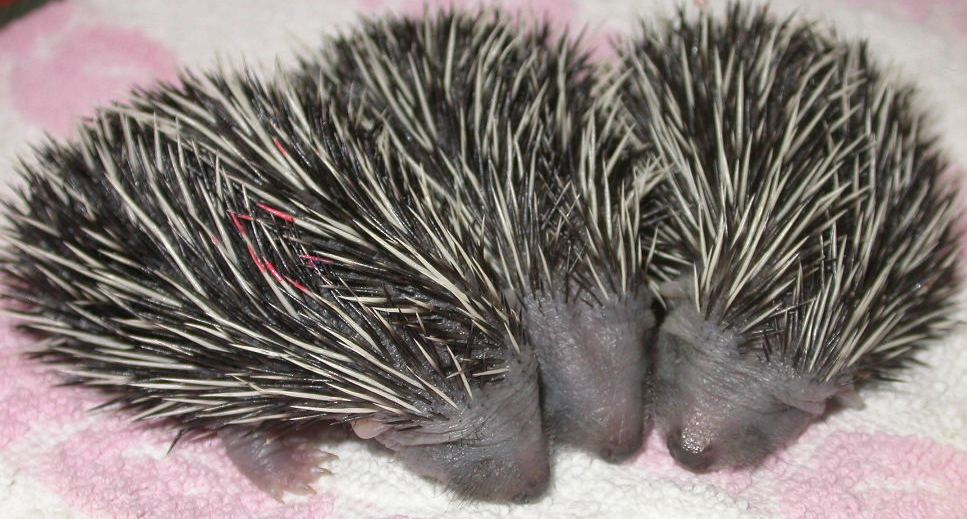 Igel Aufzuchtstation Retzbach, Foto Reinhard Fritz