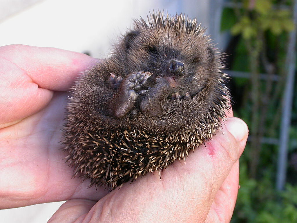 Igel Aufzuchtstation Retzbach, Foto Reinhard Fritz