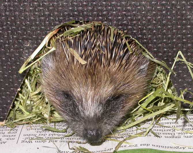 Igel in der Aufzuchtstation Retzbach, Foto Reinhard Fritz