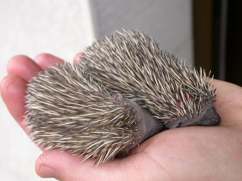 Igel Aufzuchtstation Retzbach, Foto Reinhard Fritz