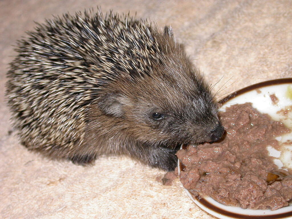 Igel Aufzuchtstation Retzbach, Foto Reinhard Fritz