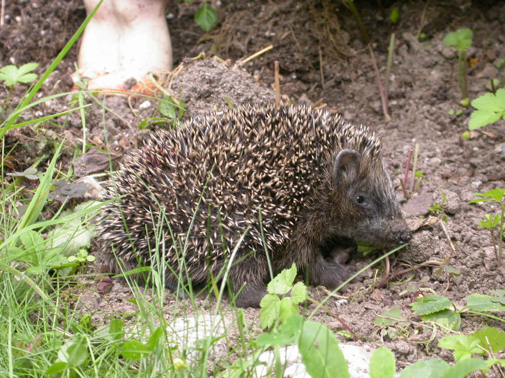 Igel Aufzuchtstation Retzbach, Foto Reinhard Fritz