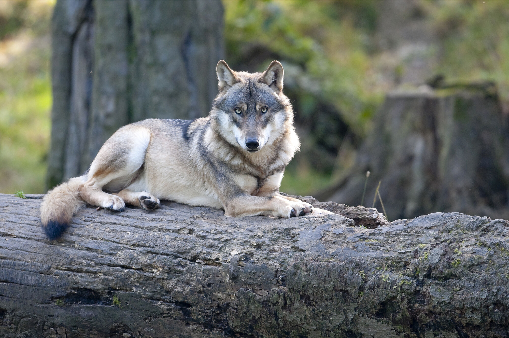 Der Wolf, Canis lupus, Foto Christoph Bosch