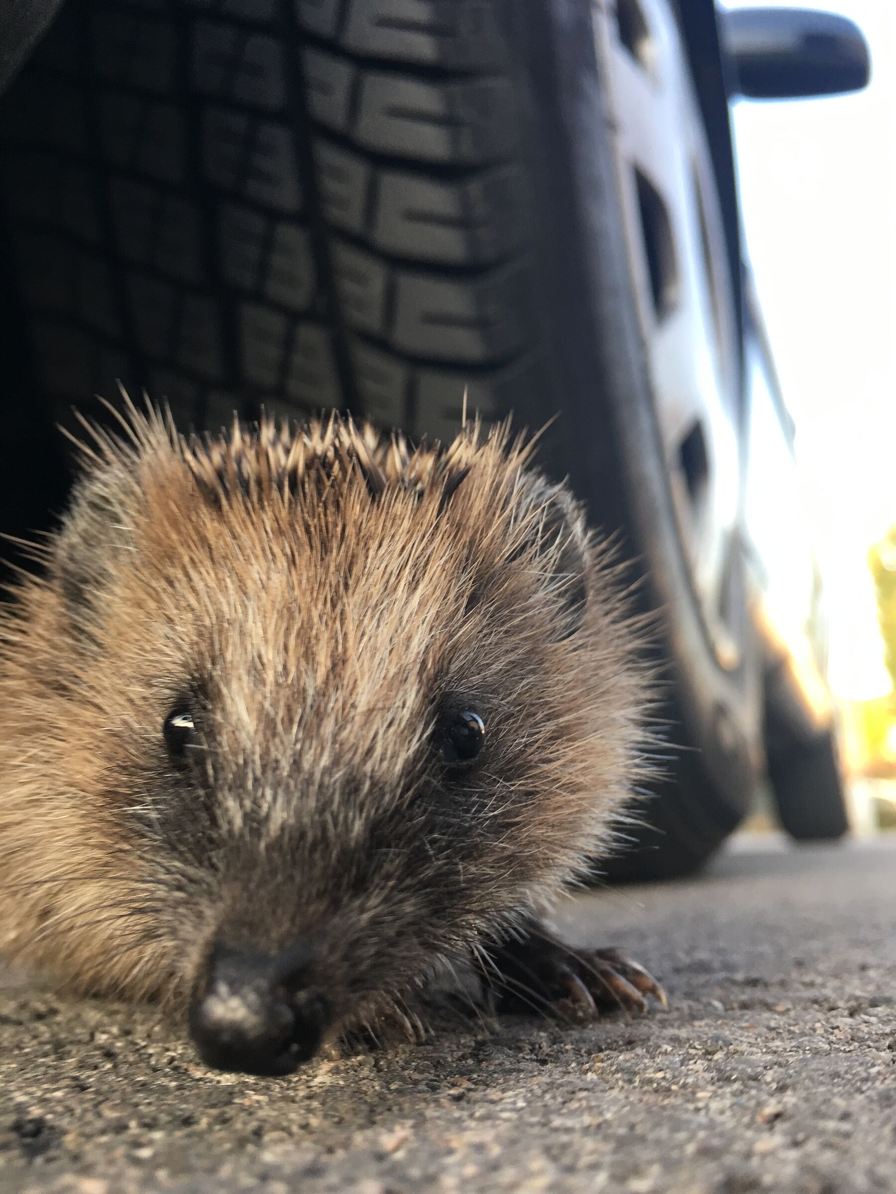 Igel am Auto, Foto Martina Gehret