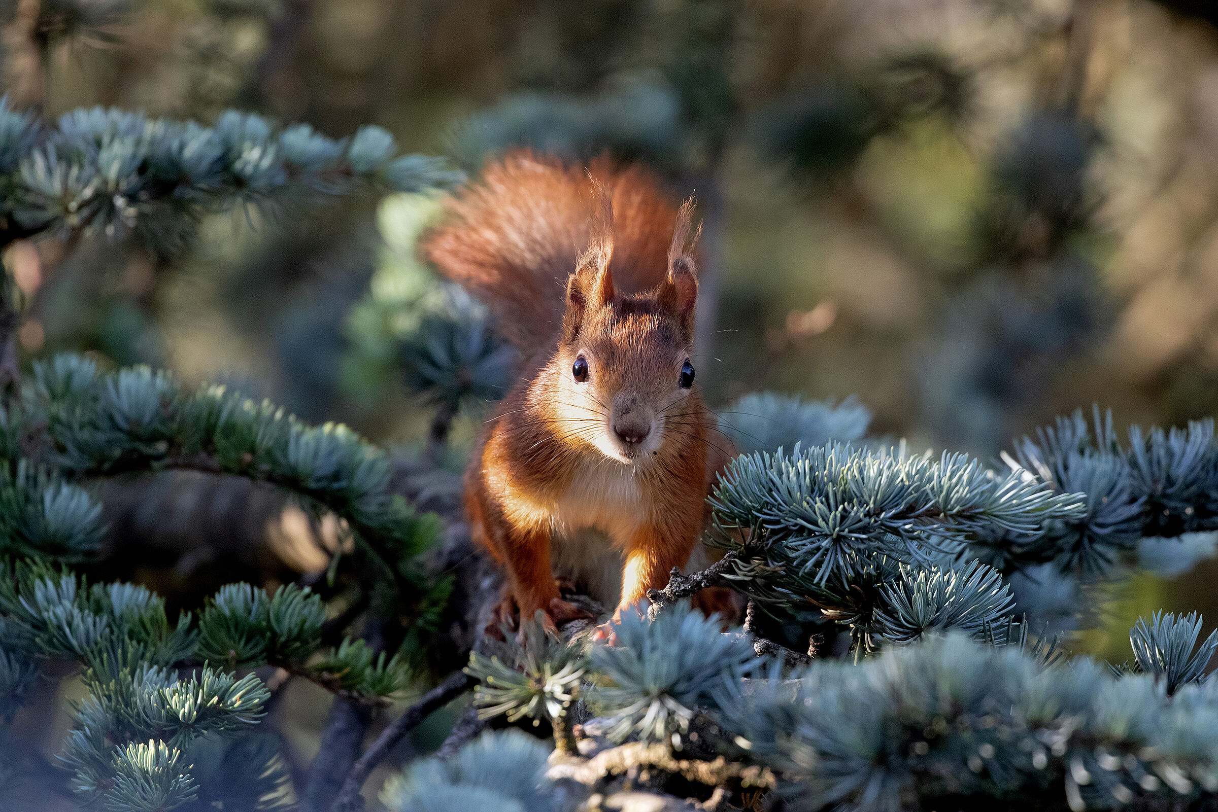 Eichhörnchen, Foto Sonja Kreil