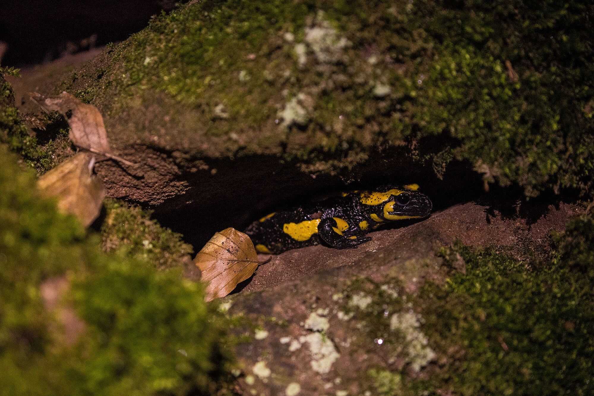 Feuersalamander nutzen Spalten und Löcher in Sandsteinmauern als Tagesversteck und Winter¬-quartier, wenn die Gänge tief genug sind und frostfrei bleiben. Foto: Andreas Schneider