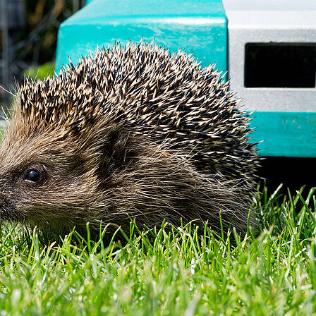 Igel und Mähroboter, Foto Kerstin Ellersdorfer