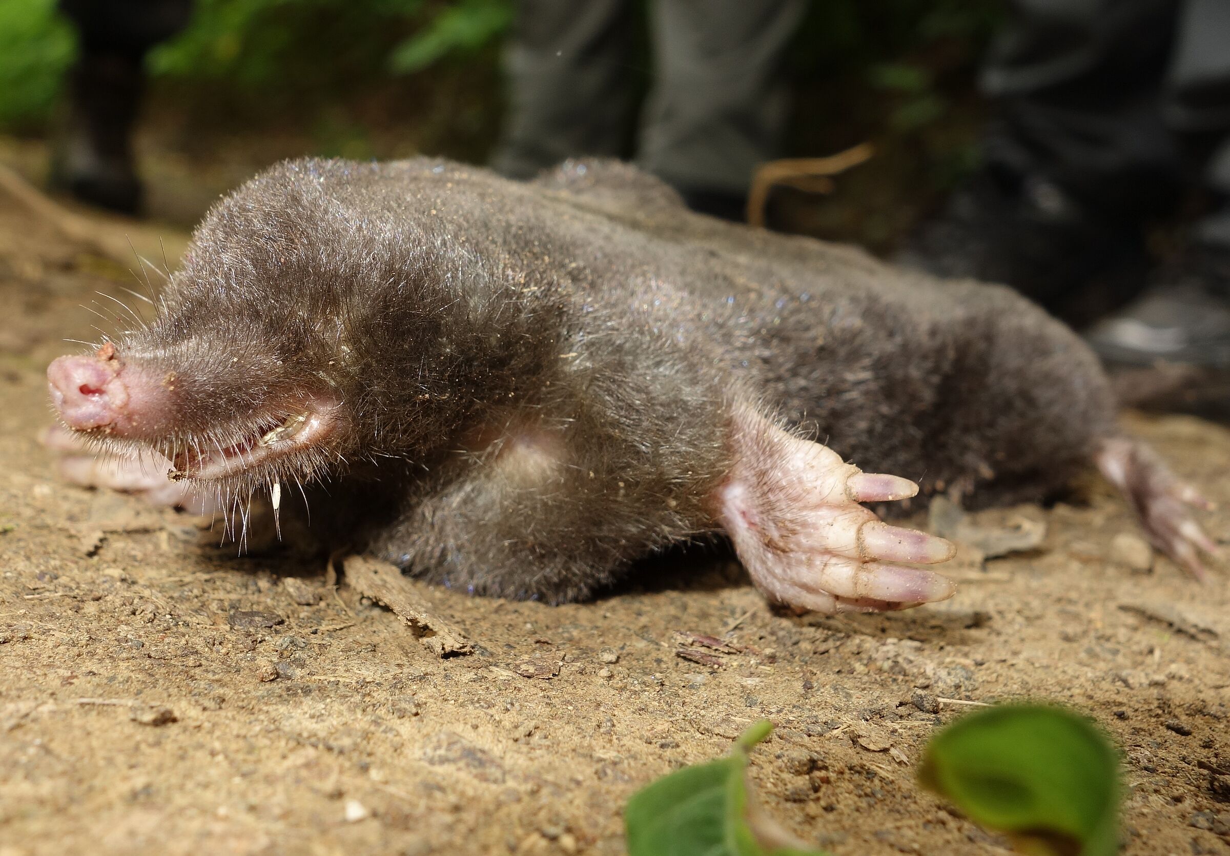 Natur im Klimastress: toter Maulwurf, Foto Andreas Zahn