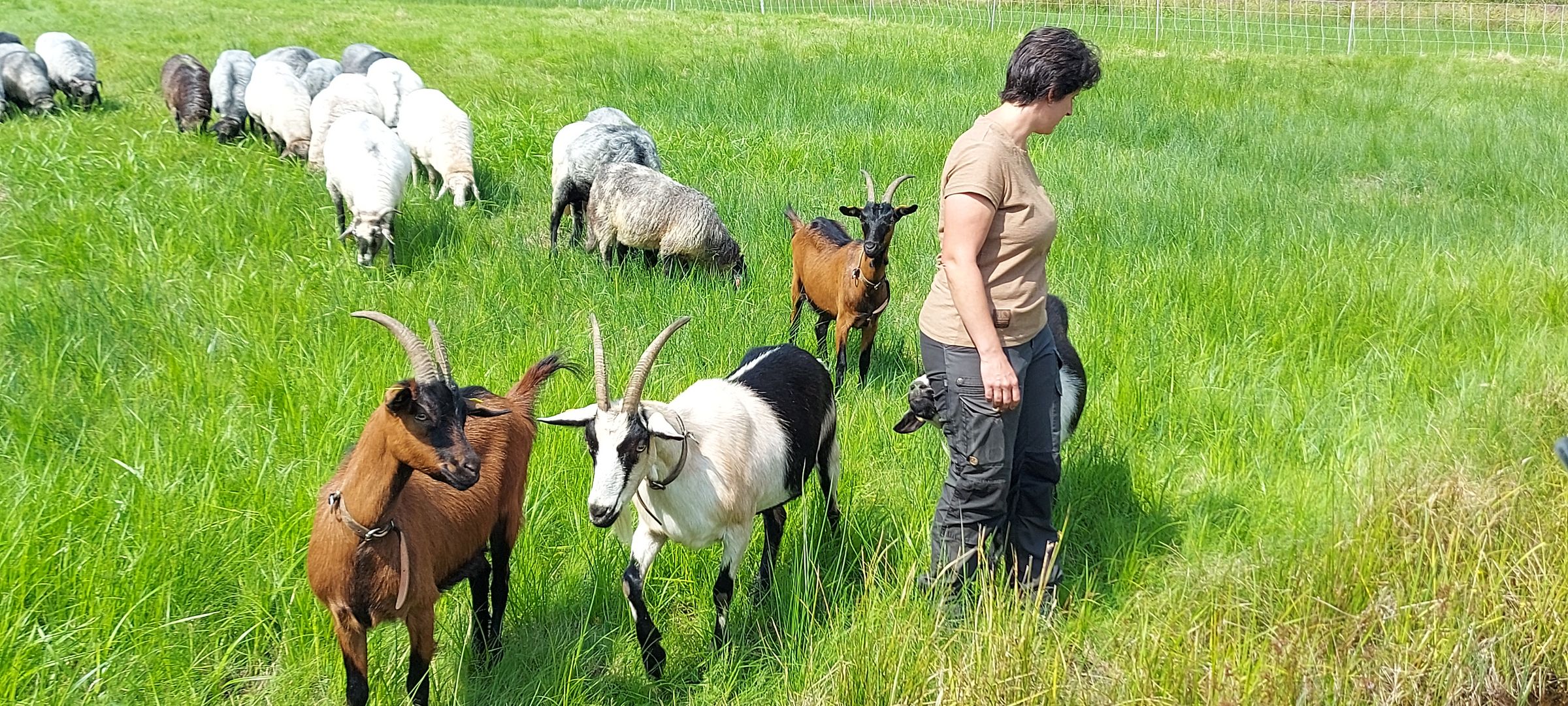 Moorschnucken, Ziegen und Steinschafe halten Wiesenflöchen im Hafenlohrtal offen, Foto Erwin Scheiner