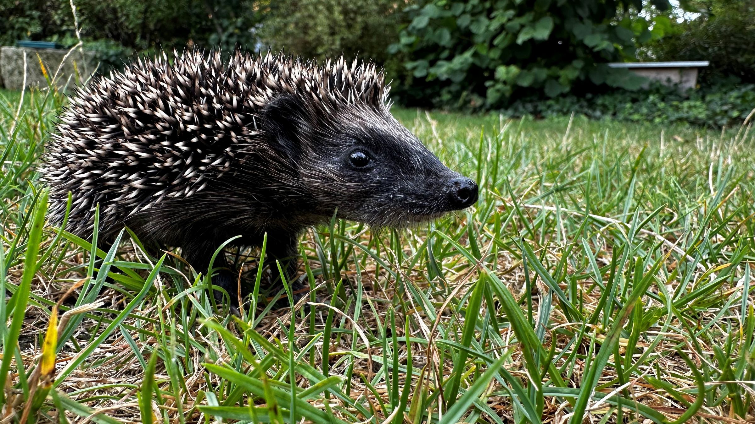 Igelkind im Garten, Foto Martina Gehret