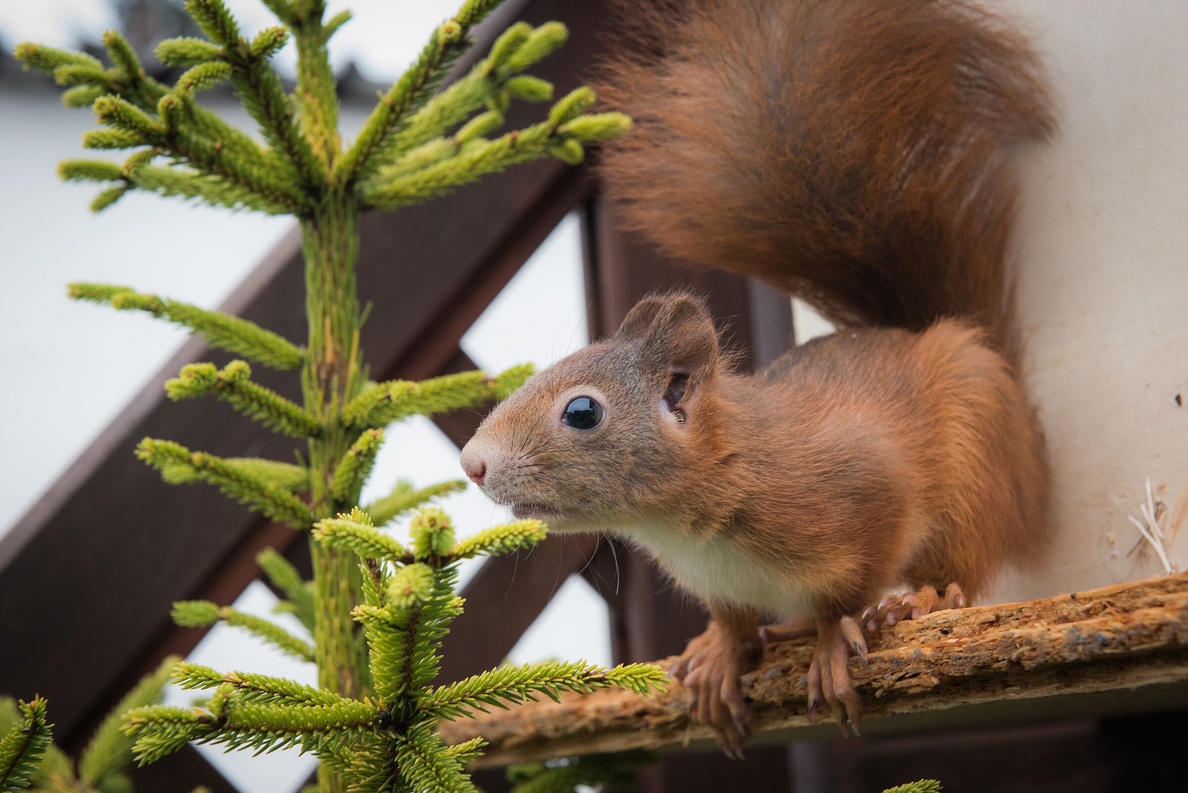 Eichhörnchen, Foto Kerstin Ellersdörfer