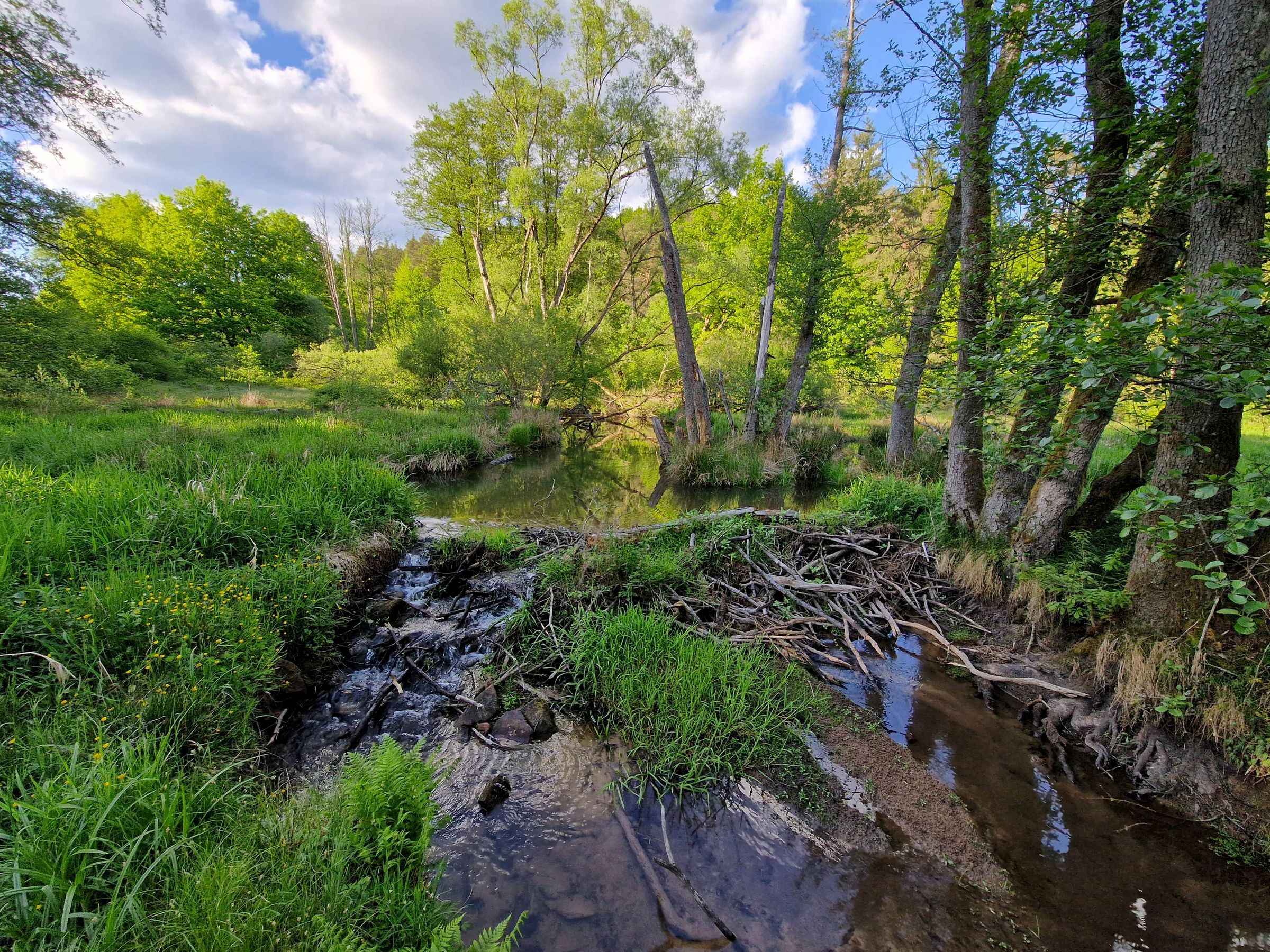 Biberdamm, Foto Berit Arendt, BN