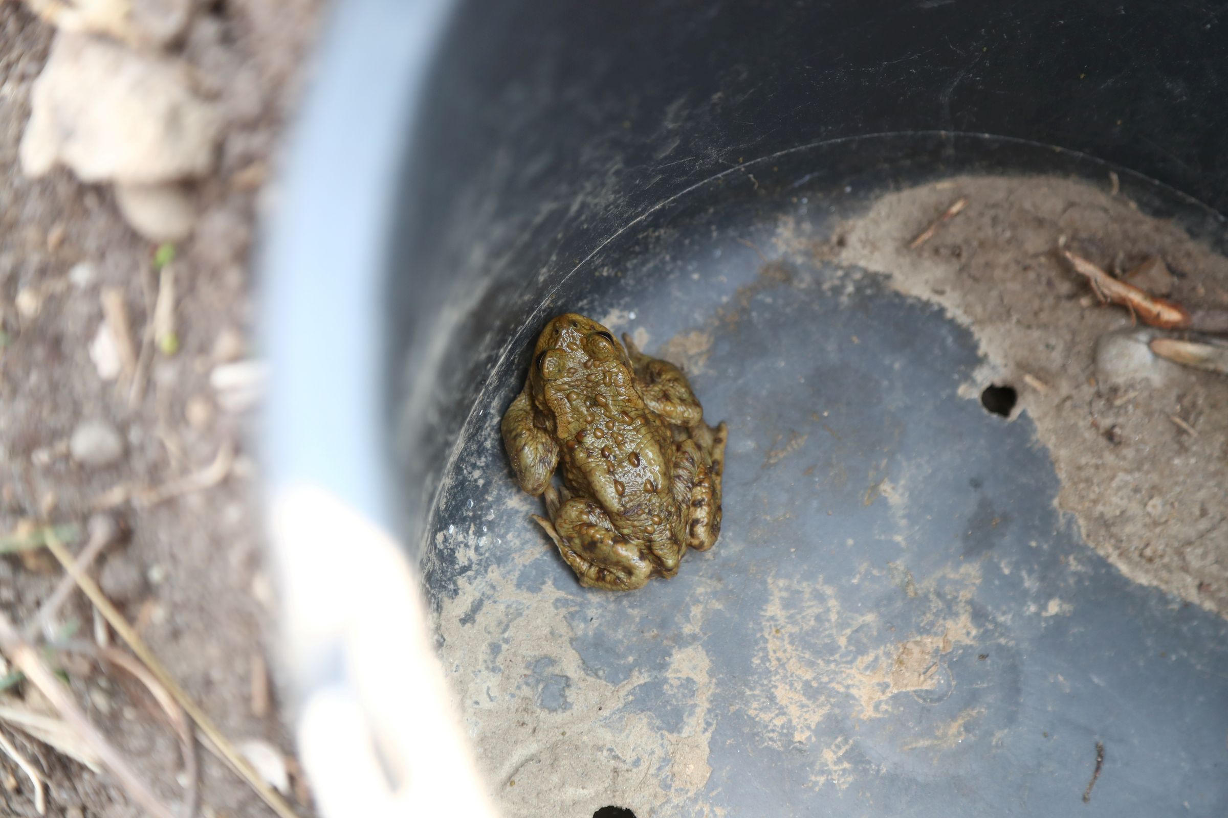 Amphibie im Sammeleimer, Foto Alexander Kaya