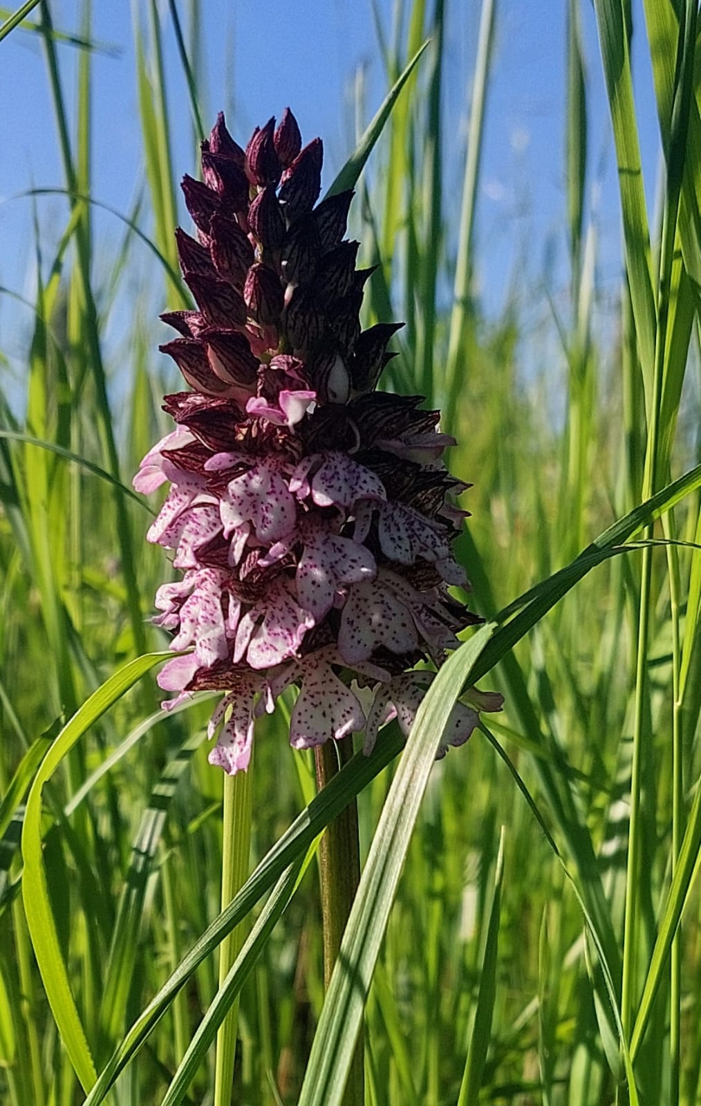 Purpurknabenkraut, Foto Conni Schlosser