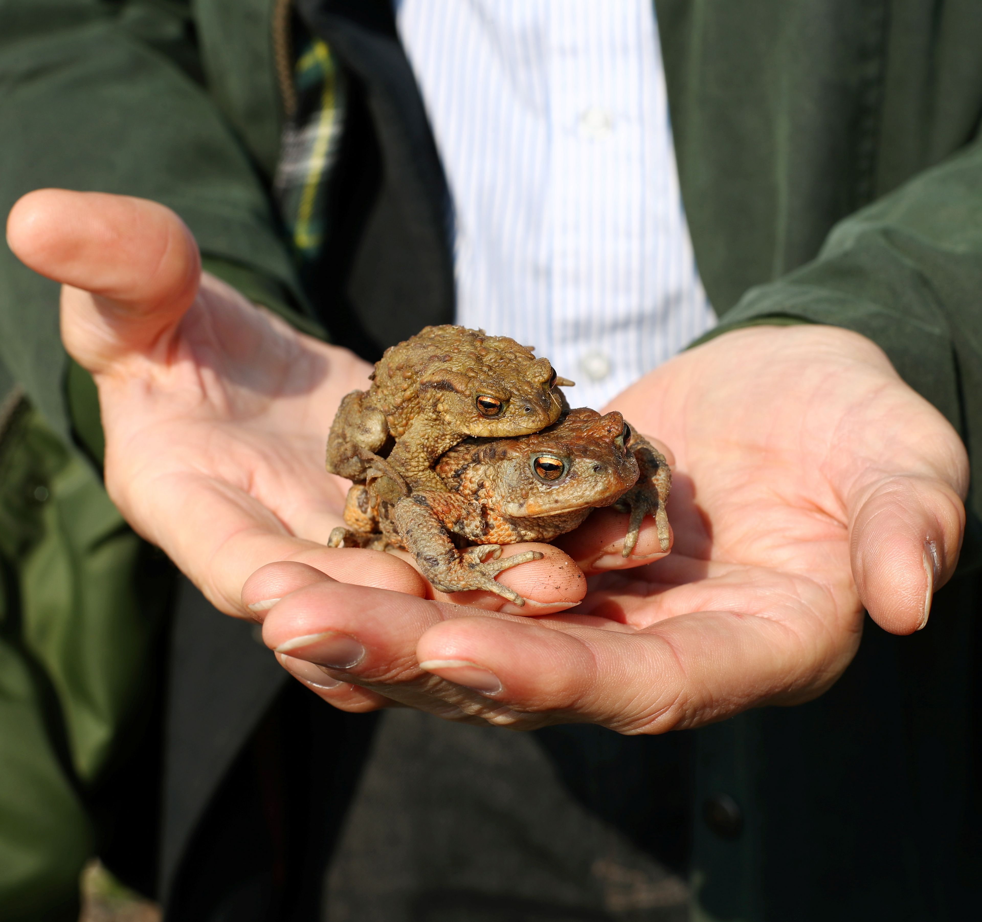 Amphibienrettung, Fotograf: Alexander Kaya Amphibienrettung, Fotograf: Alexander Kaya