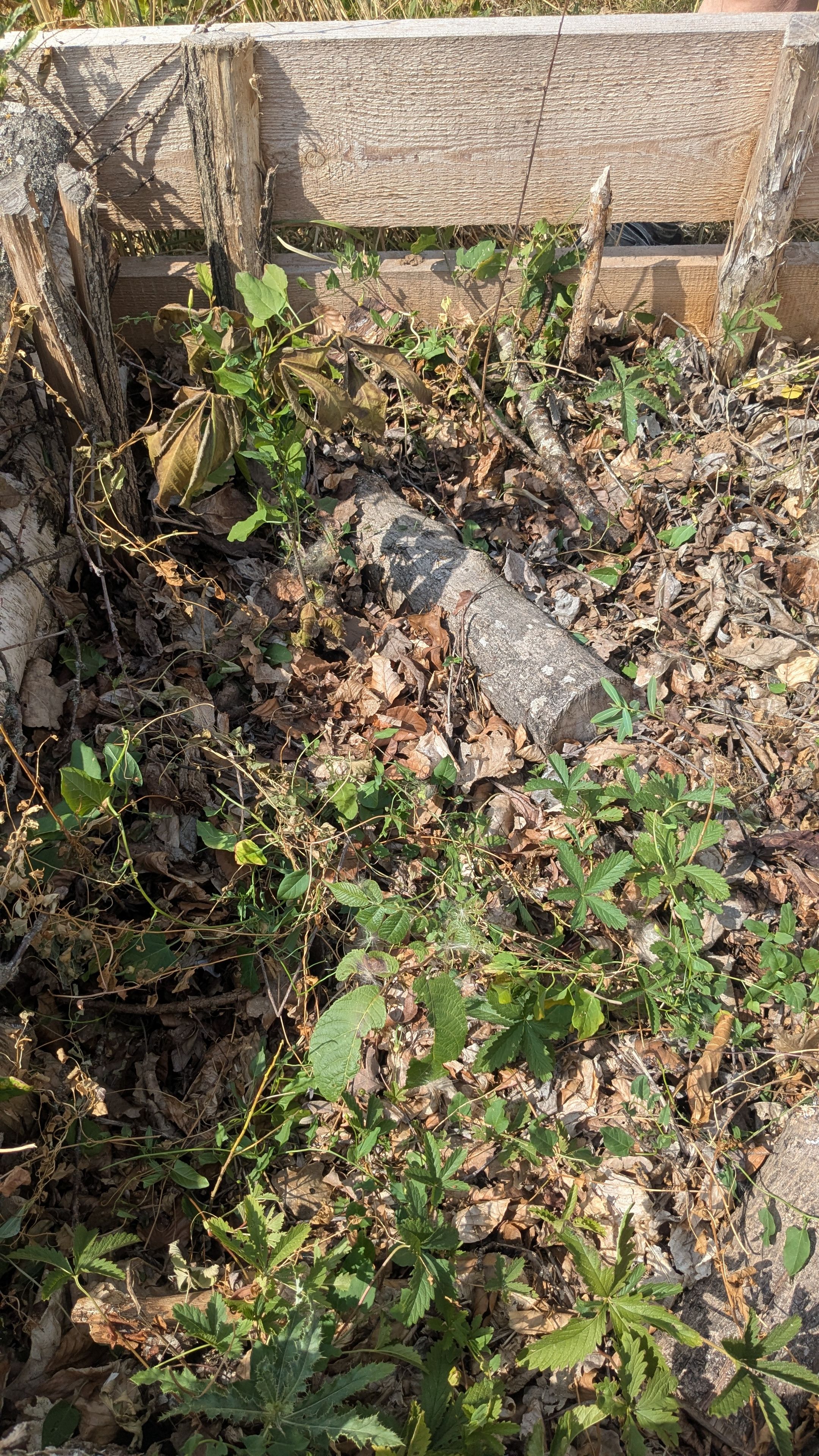 Der Affolter am Südring in Marktheidenfeld am 15.07.26, Fotos Conni Schlosser
