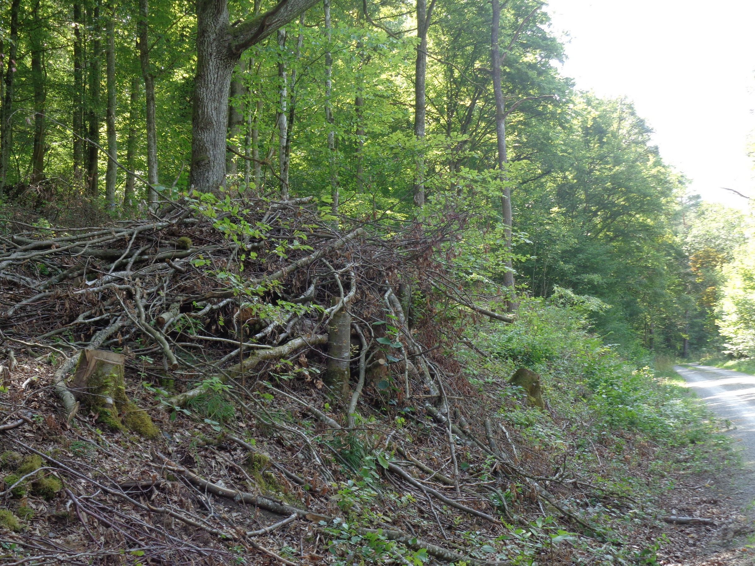 Ein Hartholzhaufen im Totholzgarten: Je nach Holzart und Zersetzungsgrad stellen sich unterschiedliche Lebensgemeinschaften ein, Foto BN Retzbach