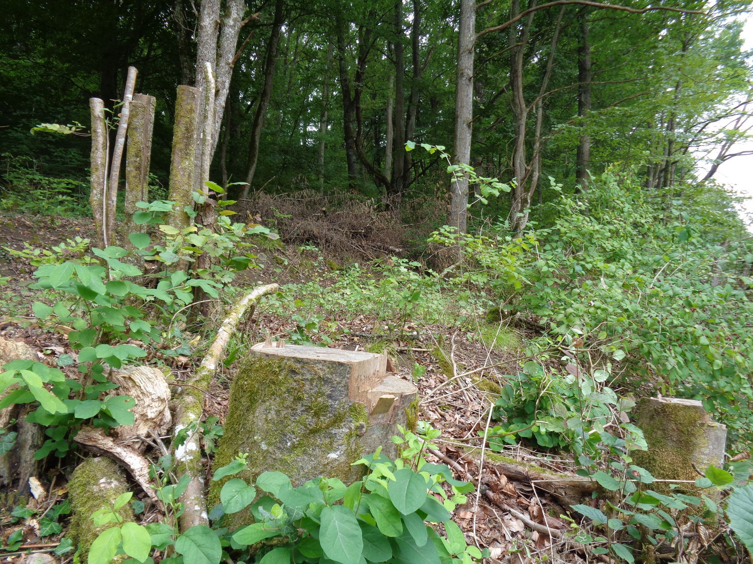 Baumstümpfe sind u.a. Entwicklungsorte für Käfer und Holzbienen. Benachbarte Totholzhaufen sorgen für Nahrung und Versteckmöglichkeiten, Foto BN Retzbach