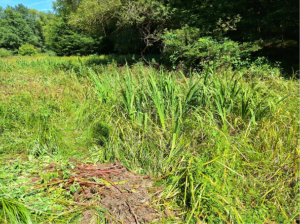 Freigestellte Sumpf-Schwertlilien, Foto Katja Oehlschlägel Freigestellte Sumpf-Schwertlilien, Foto Katja Oehlschlägel